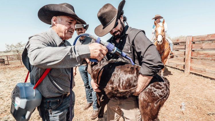 RANCH READY. Cowboys treat livestock in GameGuard Stockyard and Pearl Snaps. Ranch workwear, western farm apparel, mechanical stretch, UPF 50+, moisture-wicking shirts, cowboy gear, GameGuard fieldwear, long sleeve western shirts, durable ranch clothing.