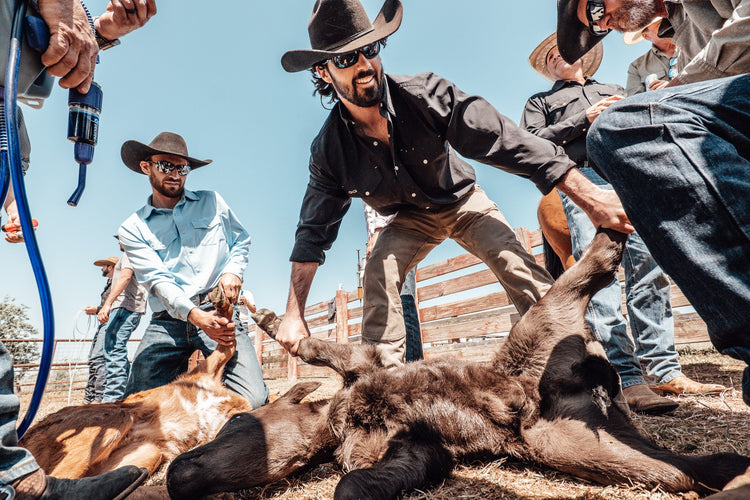 Cowboys work together during a calf branding scene. One wears a Black GameGuard StockYard Shirt, another wears a light blue GameGuard shirt. A calf lies on the ground as they restrain it, surrounded by tools and fencing under a clear sky.