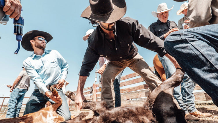 FARM & RANCH. Cowboys brand livestock wearing GameGuard Drover Shirts and Original Shirts. Ranch workwear, western shirts, UPF 50+, mechanical stretch, durable cowboy apparel, GameGuard ranch gear, classic fit western shirt, farm lifestyle clothing.